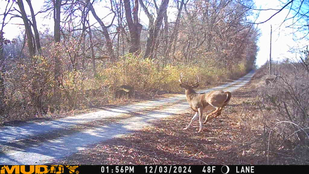 A trail cam photo of a nice buck chasing a doe.