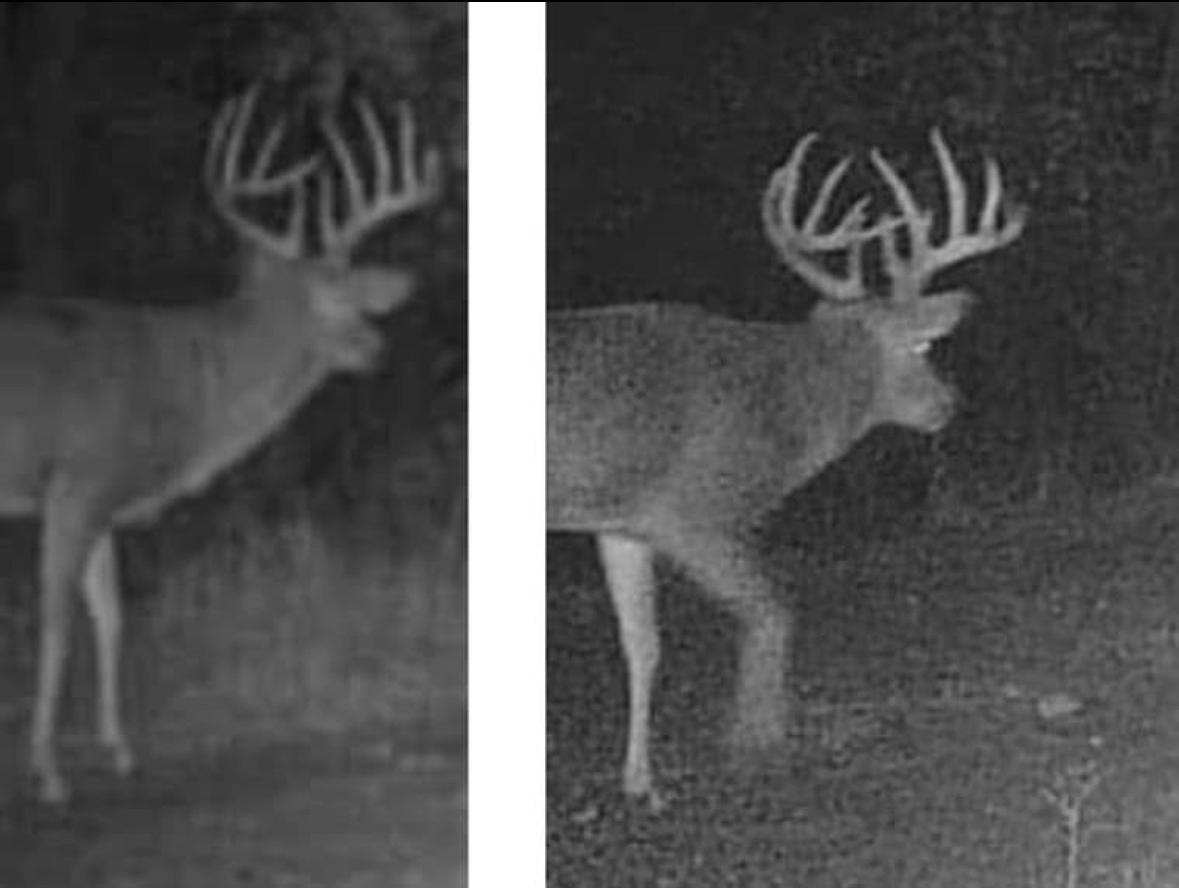 A side by side comparison of the same buck's antlers.