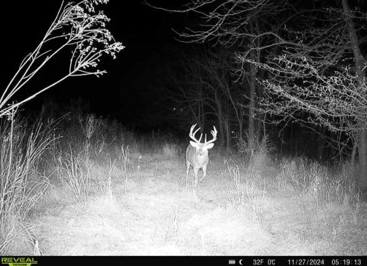 A trail camera photo of a buck on a field.