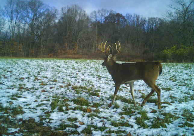 Indiana Bowhunter Used a Spreadsheet to Help Kill This 184-Inch Buck