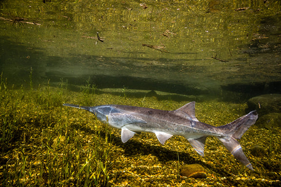 Iowa’s Missouri and Big Sioux River paddlefish license on sale Dec. 15 – Outdoor News