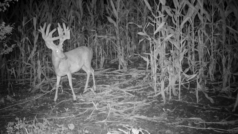 Kansas Soldier Ditches His Tree Stand and Tags Elusive ‘Ghost’ Buck from the Ground