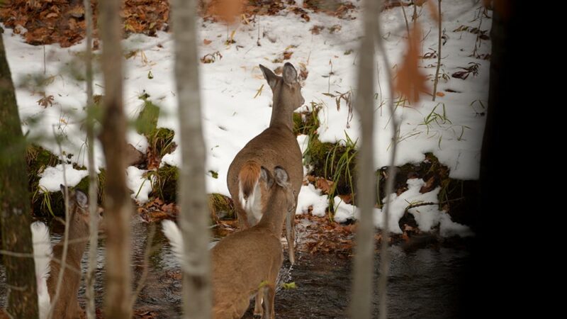 Late seasons continue for deer hunters in New York – Outdoor News