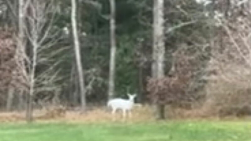 ‘Majestic’ White Stag Mesmerizes Residents of Martha’s Vineyard