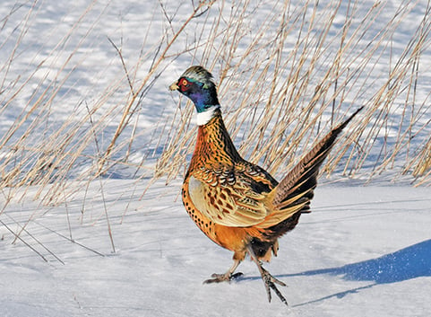 Many Minnesota hunters, managers report mediocre seasons for grouse, pheasants – Outdoor News