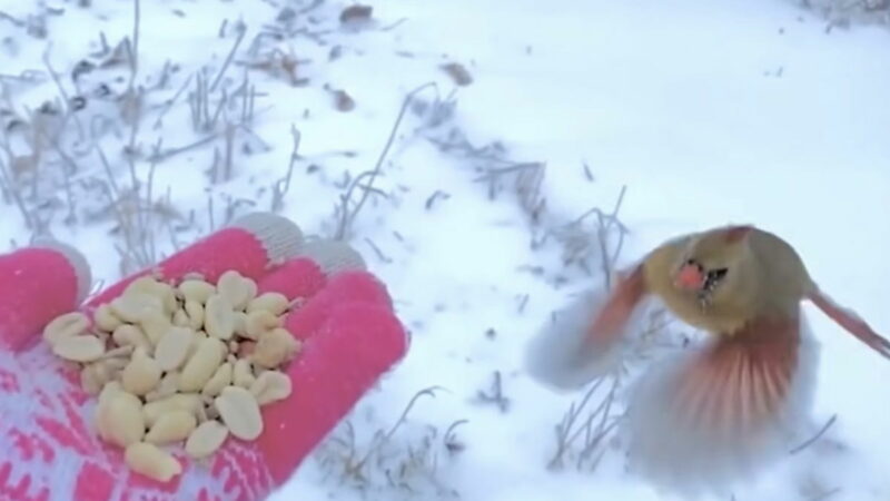 Mesmerizing Footage Shows Wild Bird Landing on Woman’s Hand