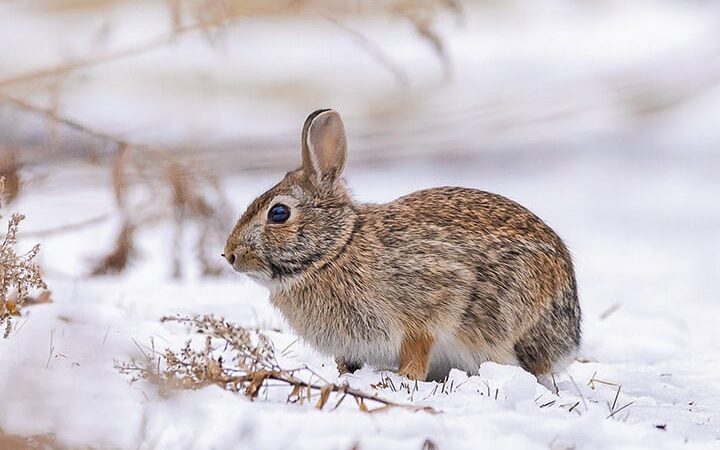 Michigan DNR details ways to use your Christmas tree as habitat – Outdoor News