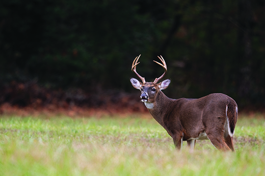 Mike Raykovicz: Don’t forget to report your deer or bear harvest in New York – Outdoor News