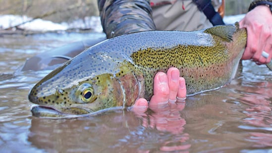 Minnesota DNR adds to steelhead numbers in streams, Superior – Outdoor News