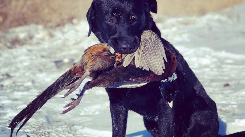 Minnesota DNR to survey state’s pheasant hunters that will gauge opinions on possible changes – Outdoor News