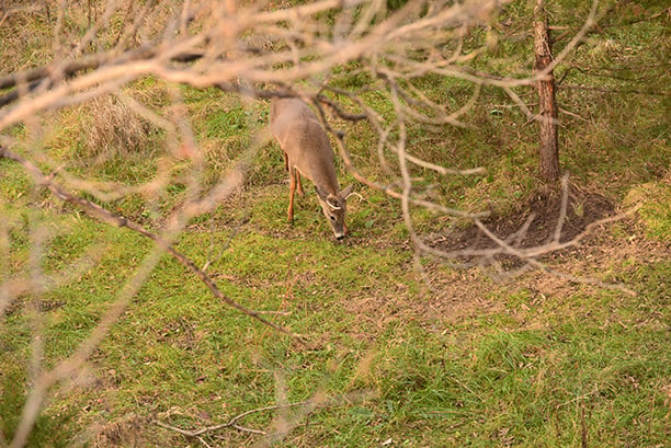 Minnesota’s CWD-positive cases continue to climb – Outdoor News