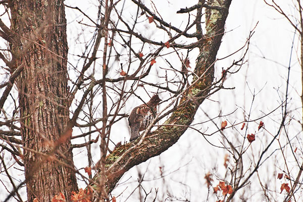 MN Daily Update: Better think (and shoot) fast for grouse – Outdoor News