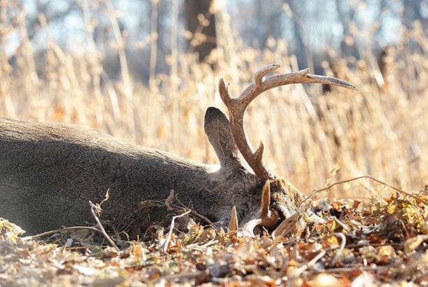 MN Daily Update: CWD confirmed in western Minnesota wild deer for first time – Outdoor News