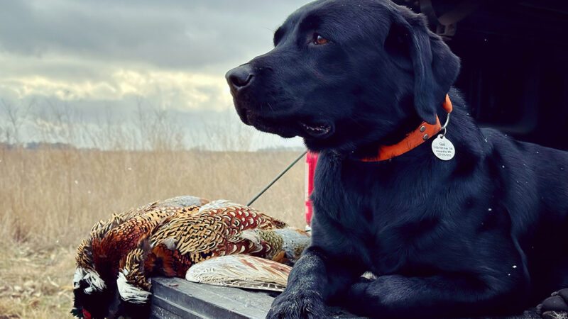 MN Daily Update: Great small-game hunting opportunities still available this year – Outdoor News