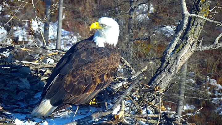 MN Daily Update: Popular DNR EagleCam will look over a new nest – Outdoor News