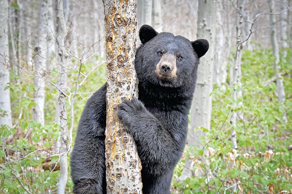 MN Daily Update: Report bear dens located near Brainerd and Duluth – Outdoor News