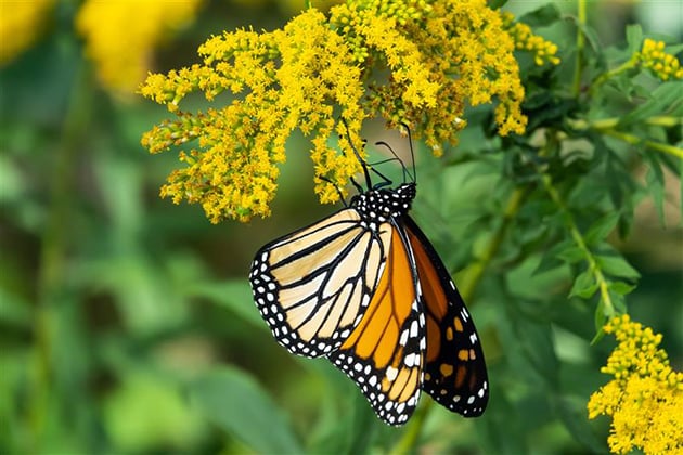 Monarch butterfly to be listed as threatened species – Outdoor News