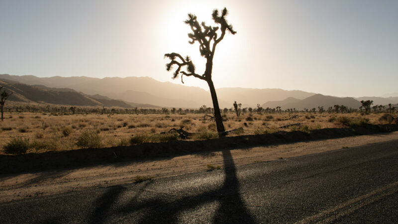 Moving to Joshua Tree Changed My Life. Here’s How.