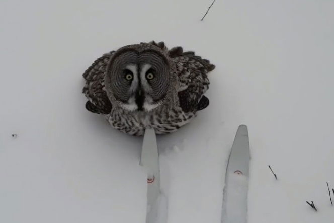 ‘Nature Sent a Messenger’: Owl Flies up to Skier and Stares at Him