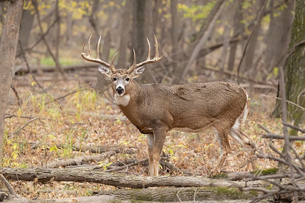 Nature Smart: The hunt for a perfect shot at a whitetail… with a camera – Outdoor News