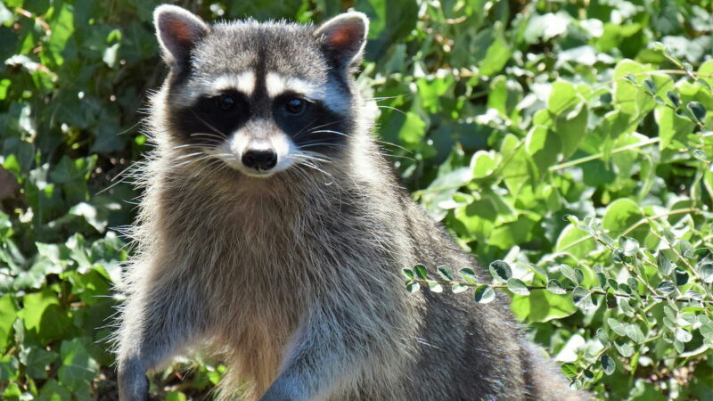 Nightmare Unlocked: A Raccoon Attacked a Baby in Idaho