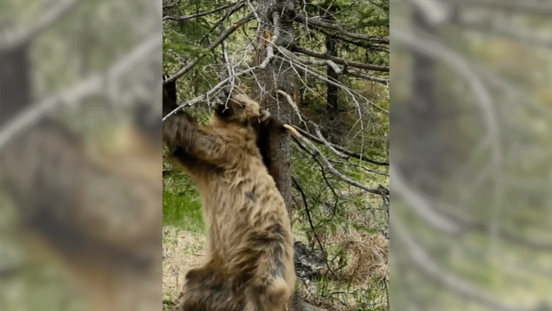 No One Gets Down Like a Bear With an Itch (Dancing Bear Videos)