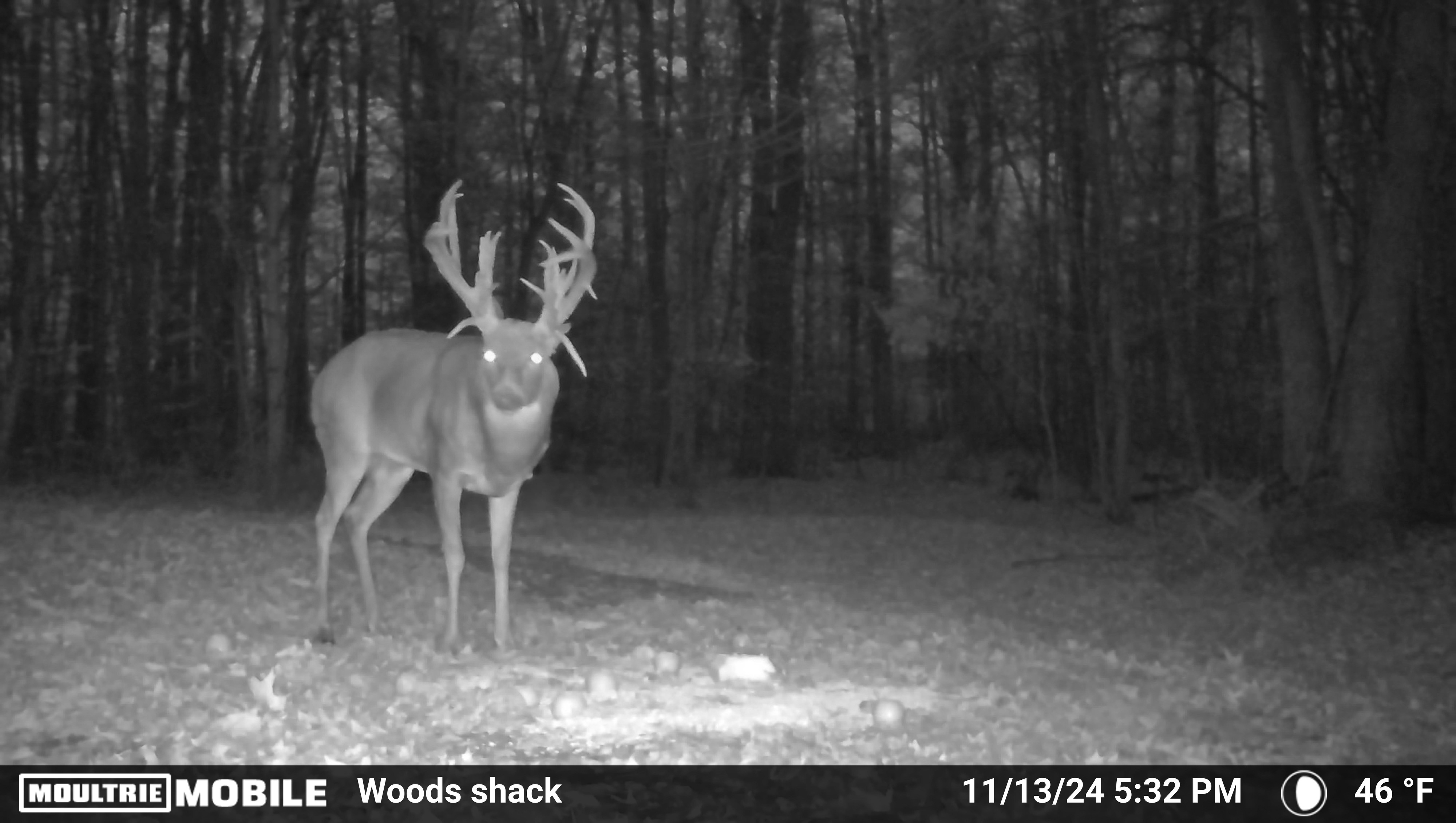 Another big buck on trail camera.