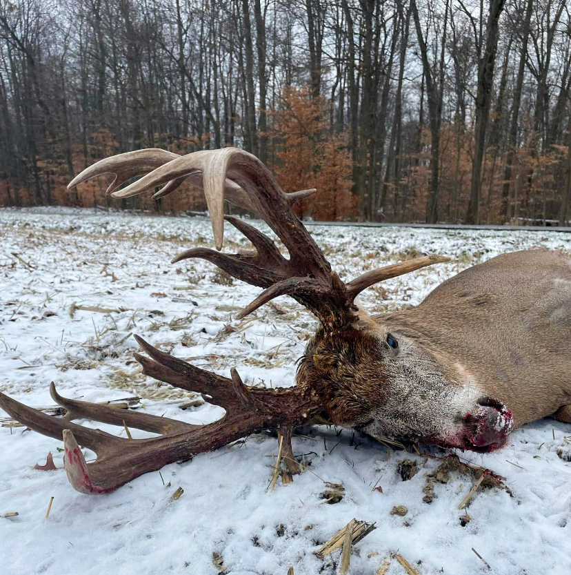 A close up of the buck's antlers.