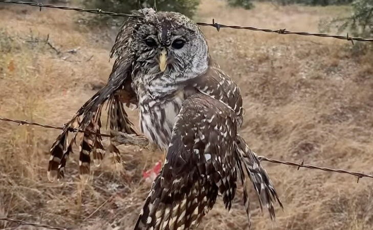 ‘Owl Be There for You’: Man Rescues Owl Stuck in Barbed Wire