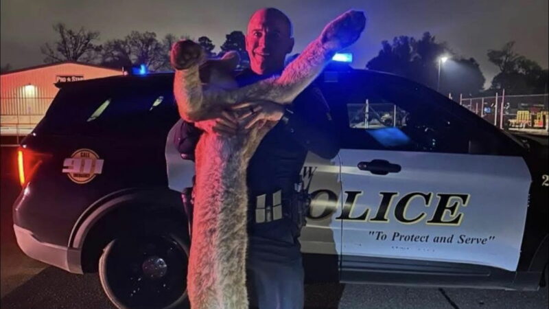 People Are So Mad at a Police Officer Who Killed a Mountain Lion—Here’s Why