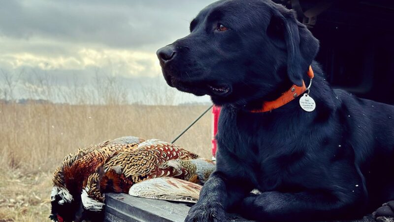 Pheasant shortage scales back hunt in Illinois – Outdoor News