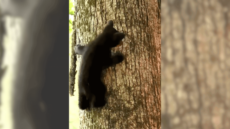 Photographer Separates Bear Cub From Mom—You Won’t Guess How