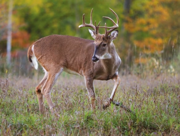 Presque Isle State Park deer carefully managed in Pennsylvania – Outdoor News