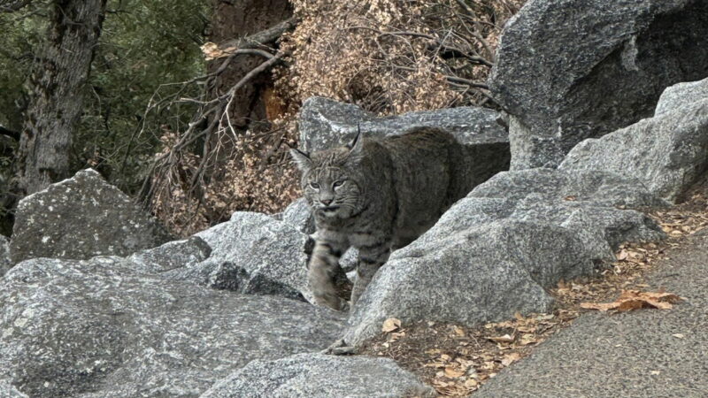 Rare Animal Emerges From Mist on Popular Yosemite Hiking Trail