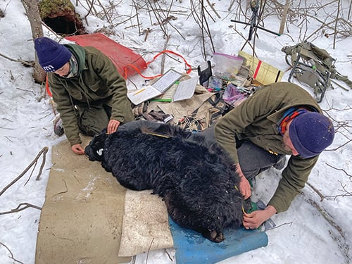 Researchers investigating earlier bear reproduction in Minnesota – Outdoor News