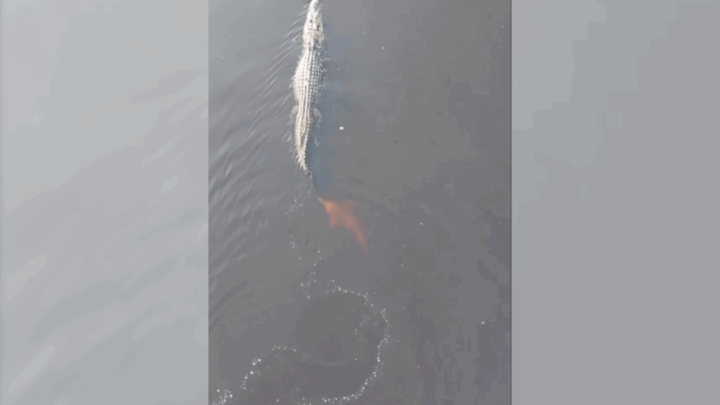 River Dolphin Can’t Take a Hint, Keeps Harassing Black Caiman