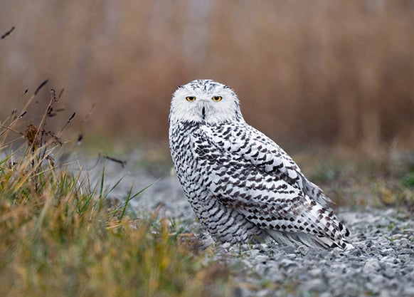 Snowy owl rescued from car grille by Minnesota woman who saved another owl hours earlier – Outdoor News