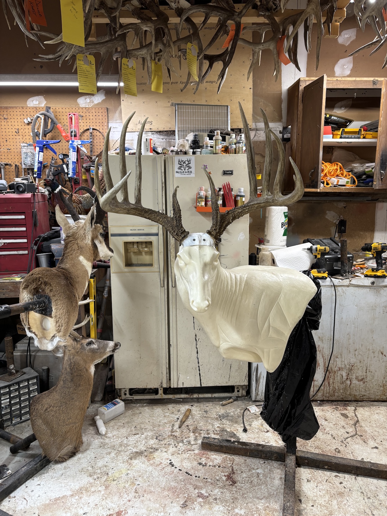 A huge set of antlers mounted on a taxidermy form is surrounded by other taxidermied mounts.