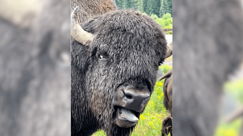 Sound on: Ever Wondered What a Bison Sounds Like? It’s Eerie.