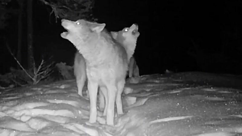 Sound on: Gray Wolves Whine, Howl, and More for a Trail Cam