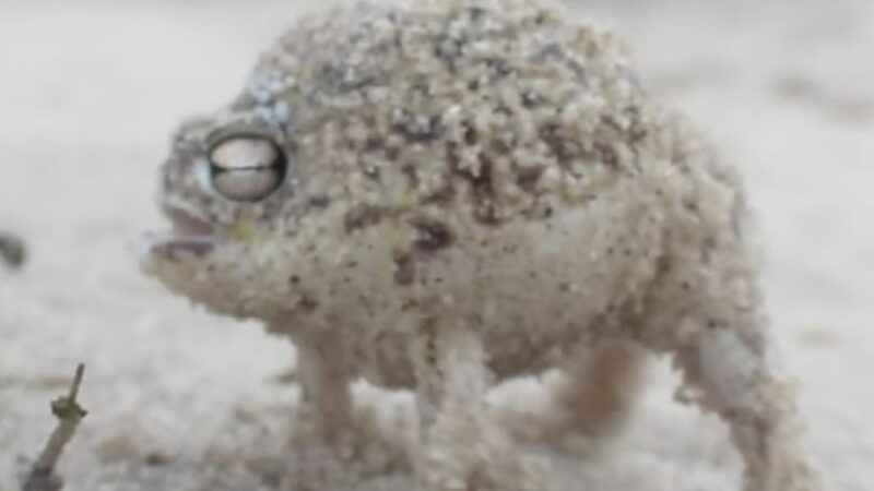 Sound on: This Frog Makes the Funniest Sound Ever