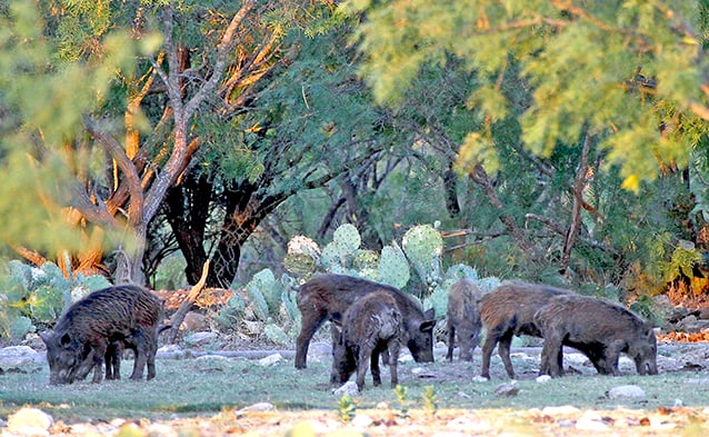 Southern states and feral pigs offer a winter opportunity for hunters – Outdoor News