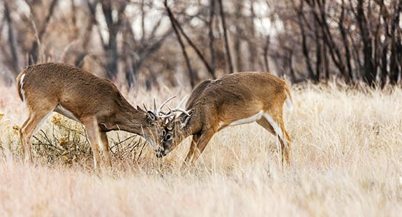 Speak their language: Know these buck vocalizations in the whitetail world – Outdoor News