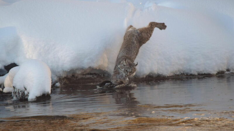 Spectacular Catch: Bobcat Nabs Duck From Icy River in Yellowstone