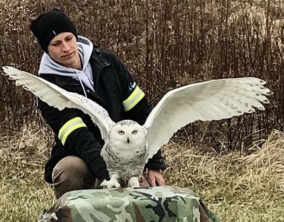 Steve Pollick: In a big year for birds, snowy owls the latest to find a home in Ohio – Outdoor News