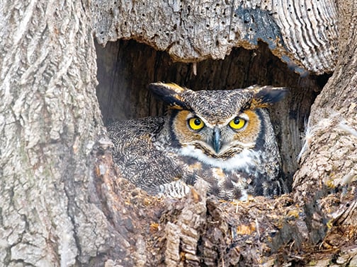 Steve Pollick: Owls make fine friends at Froggy Bottom in Ohio’s Sandusky County – Outdoor News