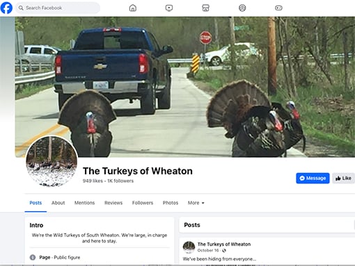 Steve Sarley: Conspiracies go wild on missing turkeys from Illinois suburb – Outdoor News