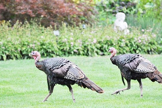 Steve Sarley: The ‘case of the missing turkeys’ is a suburban mystery – Outdoor News