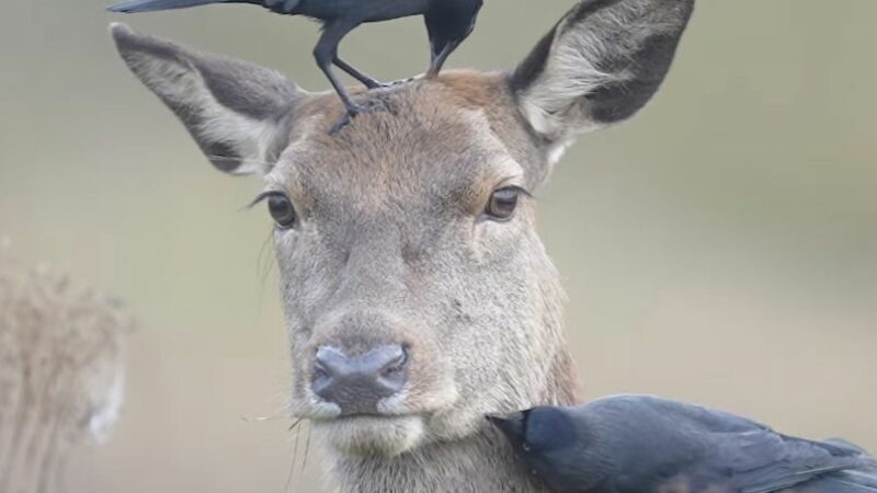 Stoic Deer Couldn’t Care Less That Birds Are Pecking at It (Video)