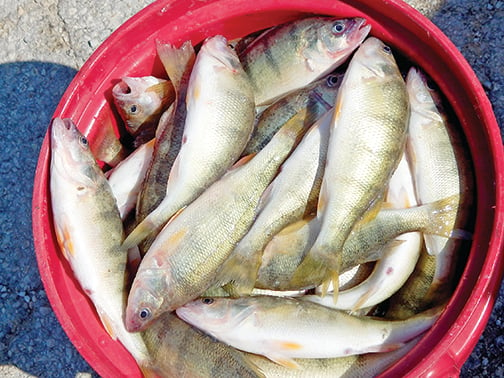 Study sheds light on mercury in walleyes, perch – Outdoor News